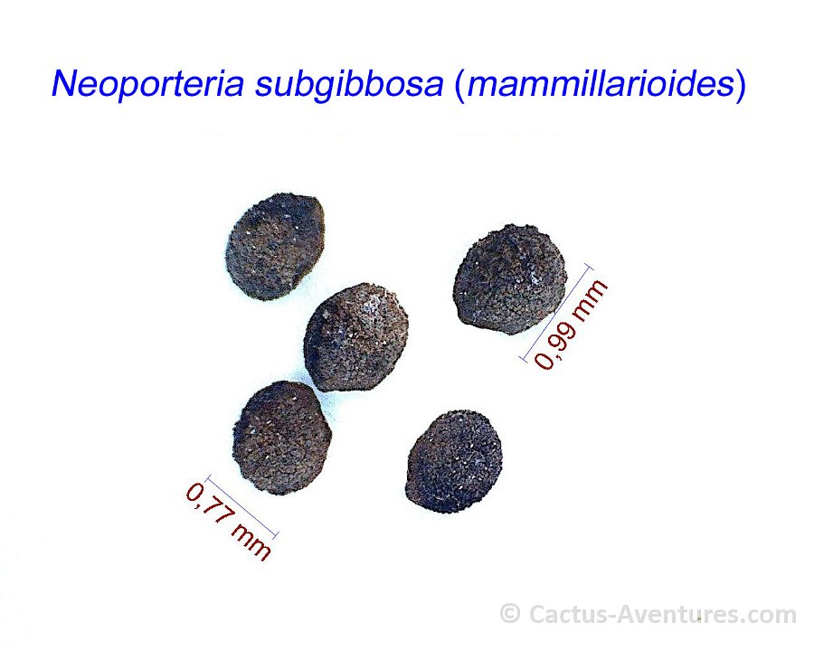 Neoporteria subgibbosa (mammillarioides)